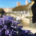 thumbnail image 5 of 8 Bundles Flocked Artificial Lavender Flowers Fake Plastic Plant Greenery Bridal Bouquet Faux Flowers for Wedding Centerpieces Home Office Kitchen Garden Decoration(Purple), 5 of 7