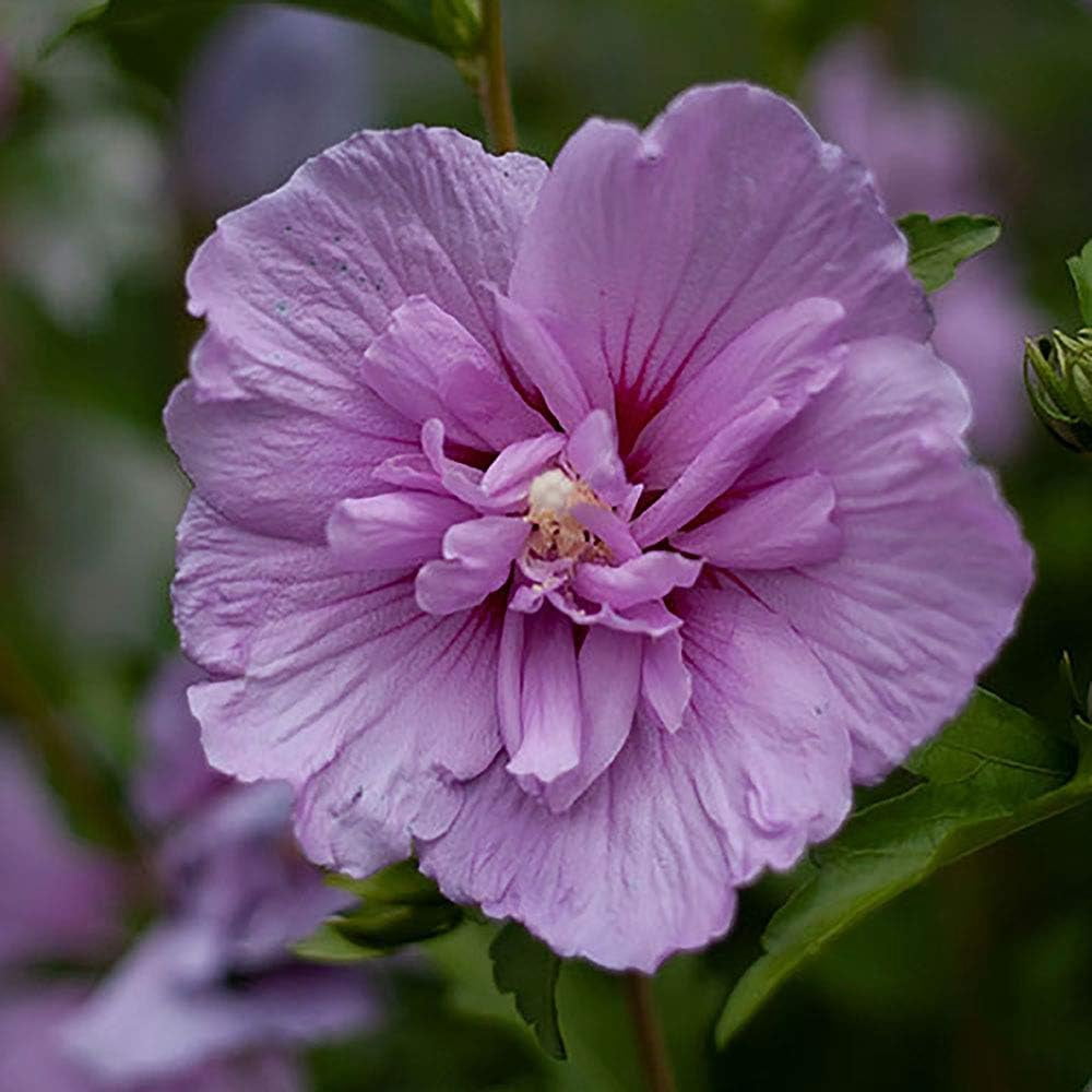 Proven Winners ColorChoice Dark Lavender Chiffon Hibiscus Live Shrub (2 Gallon)