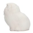 thumbnail image 4 of White Synthetic Fur Cat Statue Home Funny Delicate Lovely Simulated Furry Cat Figurine Show Window Decoration, 4 of 4