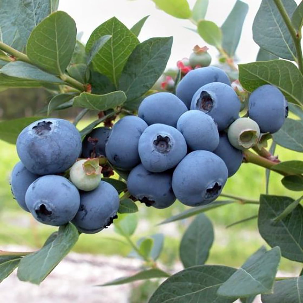 Blueberry Gate B&B, Ontario, Canada Patriot Blueberry Plant - Early Season - 2.5" Pot - Walmart.com