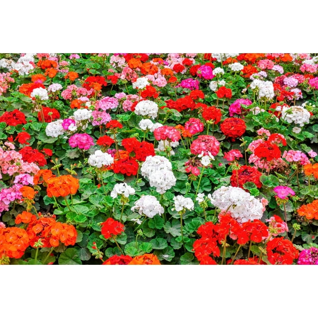 10 Couleurs Assorties Géranium Pelargonium Zonale Rose, Violet, Blanc, Rouge et Graines de Fleurs de Saumon