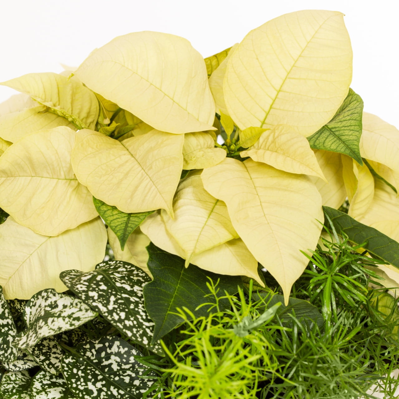 Better Homes & Gardens 1.5Gal White Poinsettia Fern Houseplant Foliage Decorative Bowl Indirect Sunlight