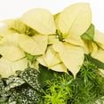 thumbnail image 2 of Better Homes & Gardens 1.5Gal White Poinsettia Fern Houseplant Foliage Decorative Bowl Indirect Sunlight, 2 of 7