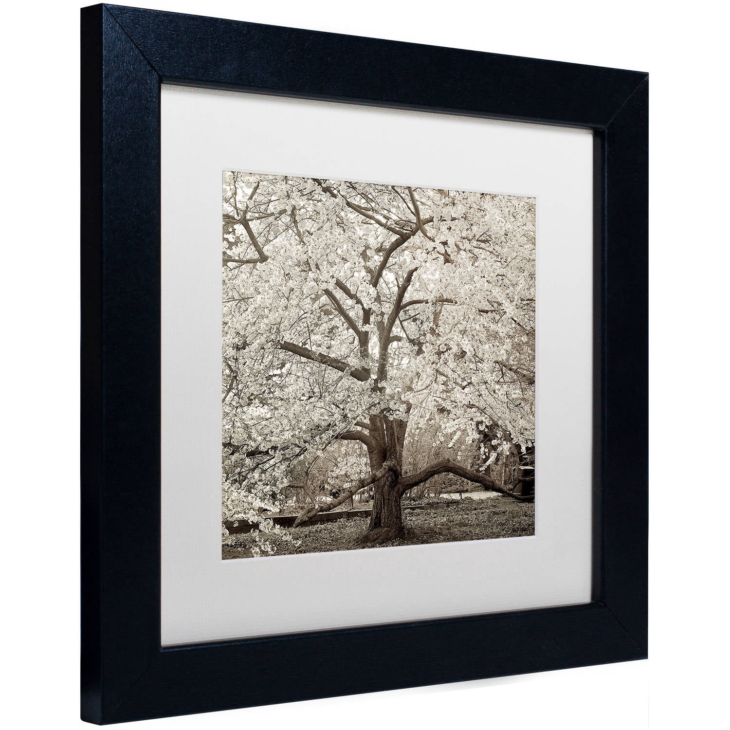 Trademark Fine Art "Hampton Magnolia II" Canvas Art by Alan Blaustein, White Matte, Black Frame