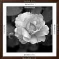 thumbnail image 5 of Art.com Sweet Rose II Photo by Nicole Katano, Brown Frame Wall Art, 38" x 38", 5 of 5