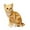 Yellow 27cm, variant on Realistic Cat Plush Toys Decor Comfortable Stuffed Animals ,Animal Plush Padding Doll Lovely Cat Doll Plush Toy for Kids Adults Teens Gift , Yellow Yellow 27cm