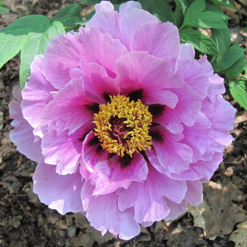 10 Peony Seeds Pink Chojuraku Tree Peony Flower Seeds Paeonia Butterflies Open-Pollinated Heirloom