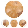 thumbnail image 4 of Fósil de estrella de mar natural, fósil paleontológico, espécimen fósil de estrella de mar para enseñanza, 4 of 4