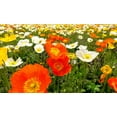 thumbnail image 4 of TomorrowSeeds - Iceland Poppy Seeds - 5,000+ Count - For 2026 Planting Papaver Paper Poppies, 4 of 9