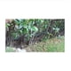 thumbnail image 5 of Lote de 100 x Goteros autorregulables 8 l/h, Goteros autocompensantes, 5 of 5