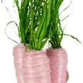thumbnail image 5 of Northlight Straw Carrot Easter Decorations - 9"- Pink and Green - Set of 3, 5 of 6