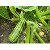 thumbnail image 2 of Isla's Garden Seeds 30 Cocozelle Zucchini Summer Squash Seeds, Non GMO Seeds, 2 of 8