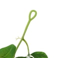 thumbnail image 3 of Home Decoration Green Plant Simulation Lemon Rattan (Type B 110cm), 3 of 11