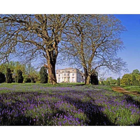 Bluebells In The Pleasure Grounds Emo Court Co Laois Ireland Canvas Art - The Irish Image Collection Design Pics (30 x 24)