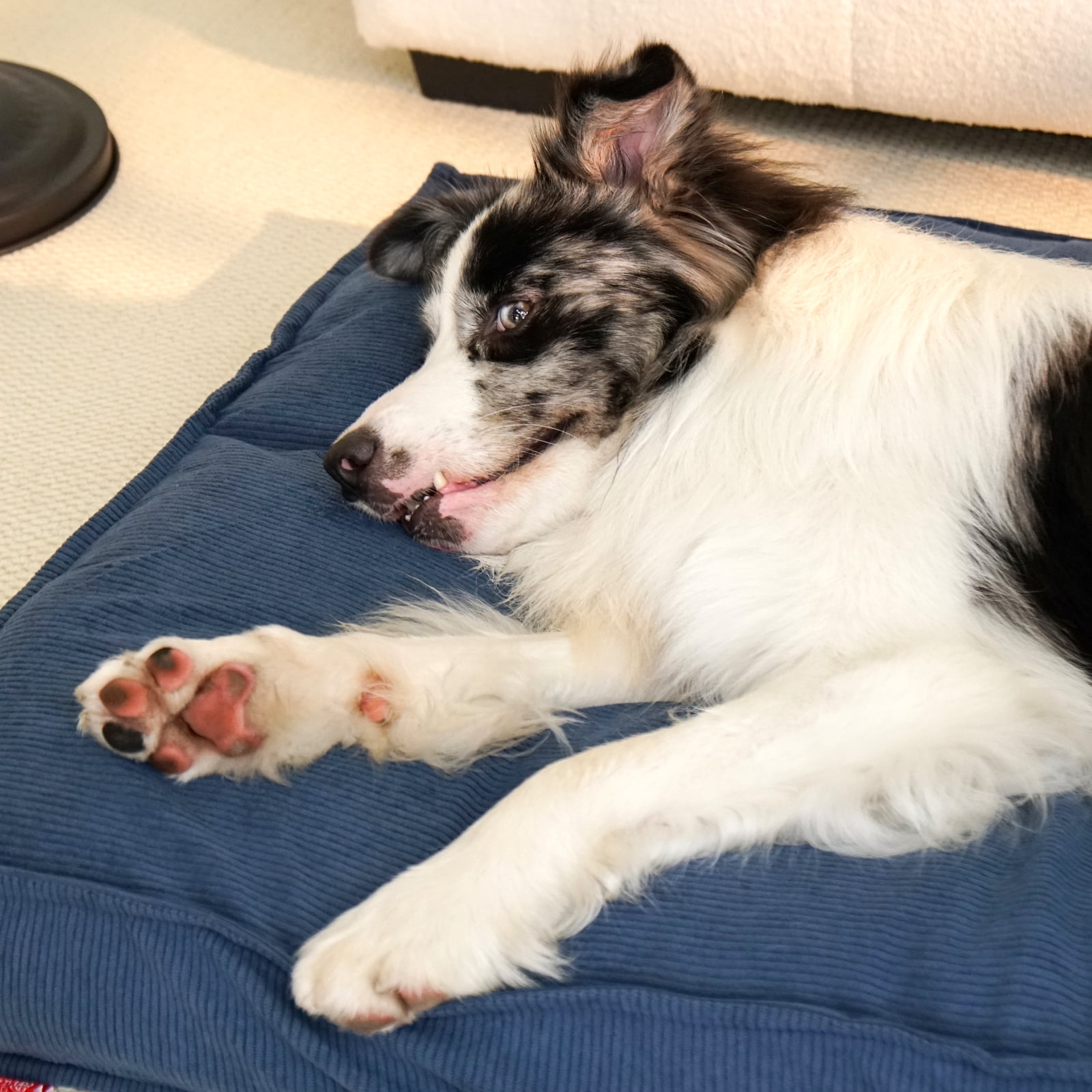 Luxury Dog Bed for Dogs up to 77lbs, Breathable, Durable & Washable with Removable Cover, Concealed Zipper and Non-Slip Bottom