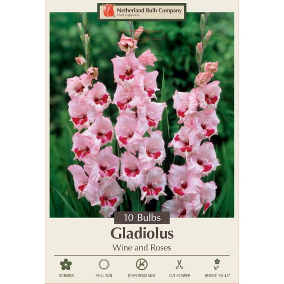 Wine and Roses Large Flowering Gladiolus 10 Bulbs - 12/14 cm Bulbs