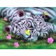 thumbnail image 1 of Taladro Diamante Pintura (DE3524) 5D DIY Kit de bordado de punto de cruz completo (Tiger08) 40x50cm Hugtrwg Para estrenar, 1 of 1