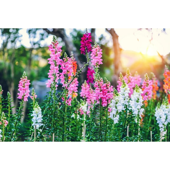250  Snapdragon Seeds for Planting | Exotic Garden Flowers | Made in USA, Ships from Iowa.