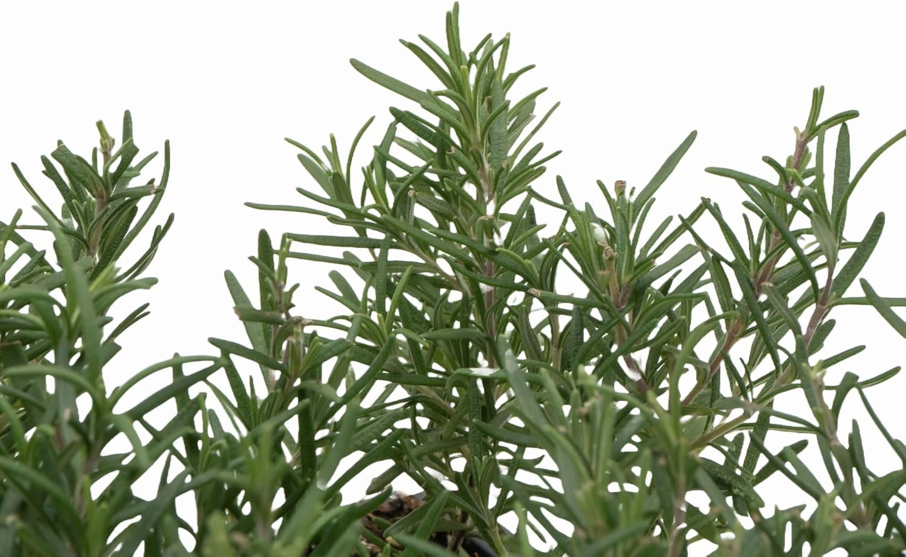 Tuscan Blue Rosemary Live Plants in 2.5” Nursery Pots – Aromatherapy Herb for Cooking