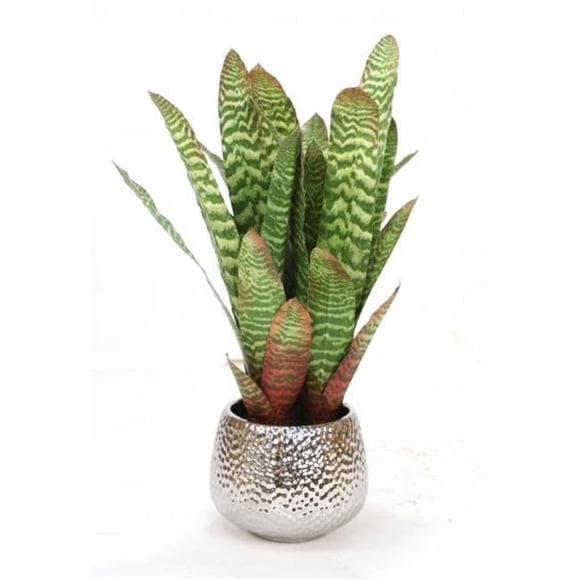 Striped Bromeliads Planted Soil in Silver Planter, Green