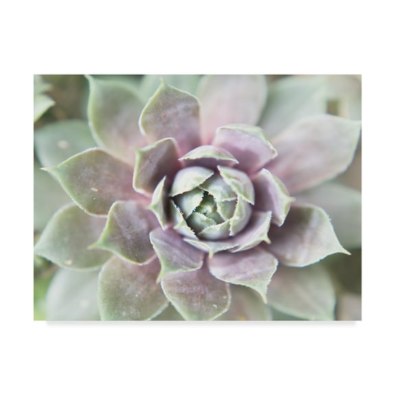 Trademark Fine Art 'Succulent Glow II' Canvas Art by Jason Johnson