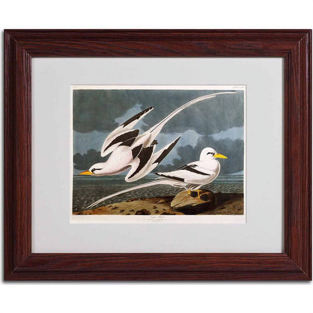 Trademark Fine Art "Tropic Bird" Canvas Art by John James Audubon, Wood Frame