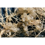 S.OIL Soil Moist Plus Hydrogel Granules for Indoor/Outdoor, 8 oz