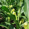 thumbnail image 4 of The Old Farmer's Almanac Heirloom Golden Bantam Sweet Corn Seeds - Premium Non-GMO, Open Pollinated, Vegetable Seeds - 20 Grams, 4 of 7