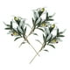 thumbnail image 4 of 3pcs Ramas de oliva Tallos de olivo de oliva, 4 of 5