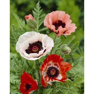 Van Zyverden Poppies Carnival 3 Plant Roots Multicolor Full Sun