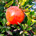 thumbnail image 6 of Salavatski Pomegranate Live Trees, Cold Hardy, Juicy Red Pomegranates, 6 of 6