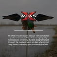 thumbnail image 6 of Avian X PowerFlight Smart Motion Mallard Spinning Realistic Decoy, 3 Pack, 6 of 12