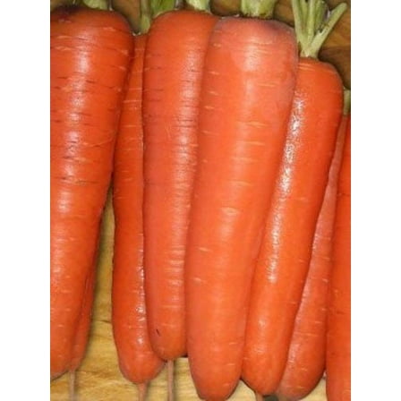 Carrot Tendersweet Great Heirloom Vegetable By Seed Kingdom 1/4 Lb Seeds
