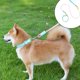 thumbnail image 1 of RKSTN Nylon P Et Leash Pet Leash Green, 1 of 6