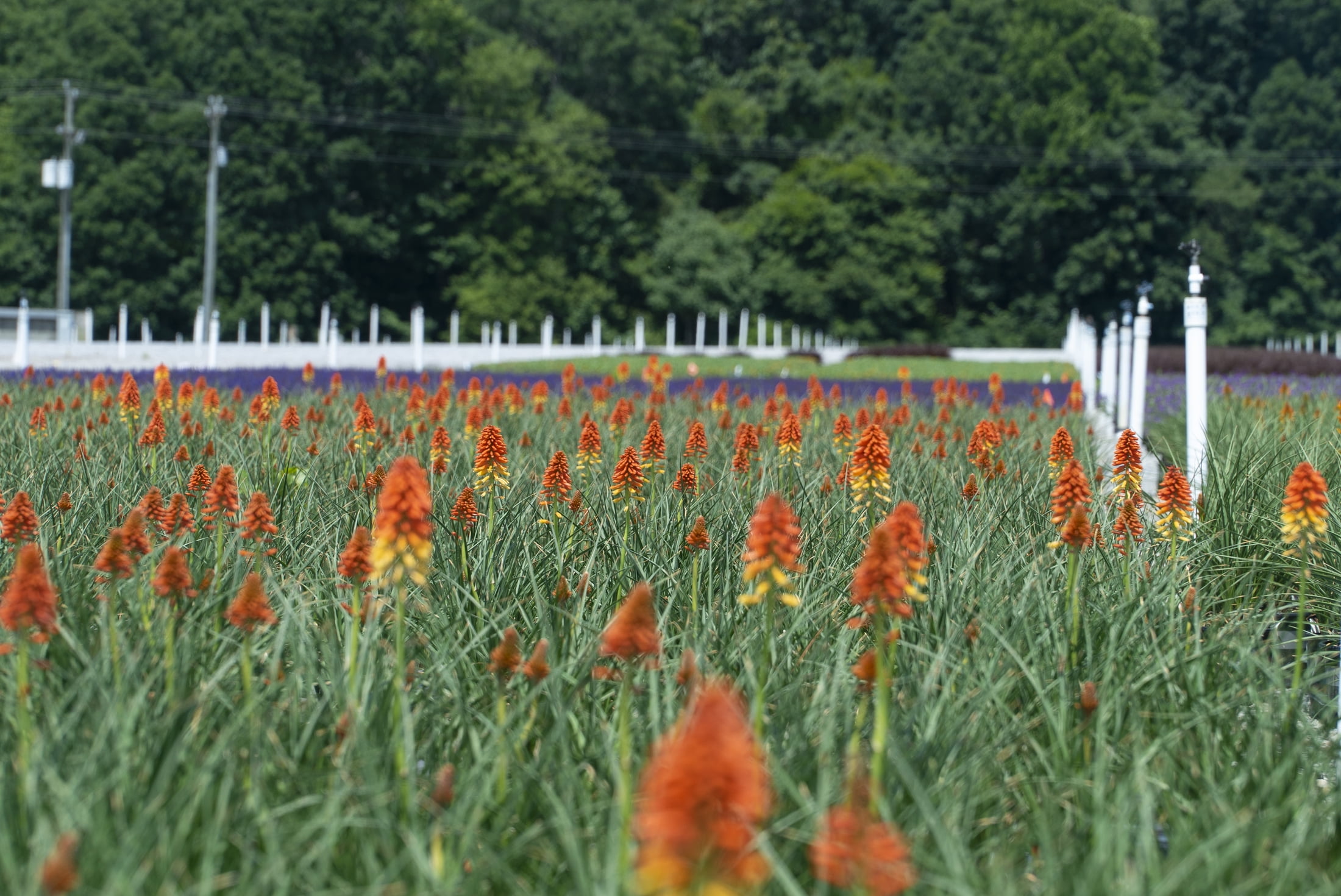 Better Homes & Gardens Poco Kniphofia Live Perennial Plant, Full Sun, 3 Pack