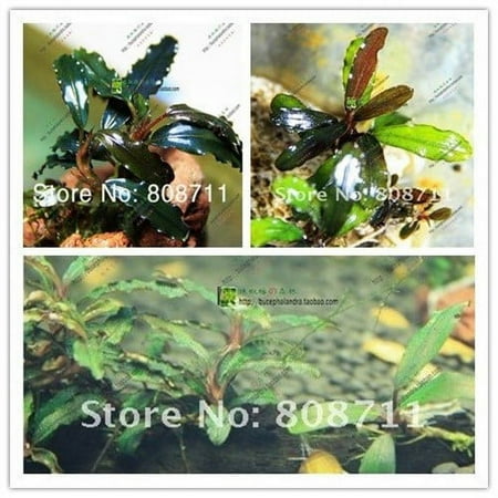 Marina Houttoynia Cordata Aquarium Plant, 12-Inch