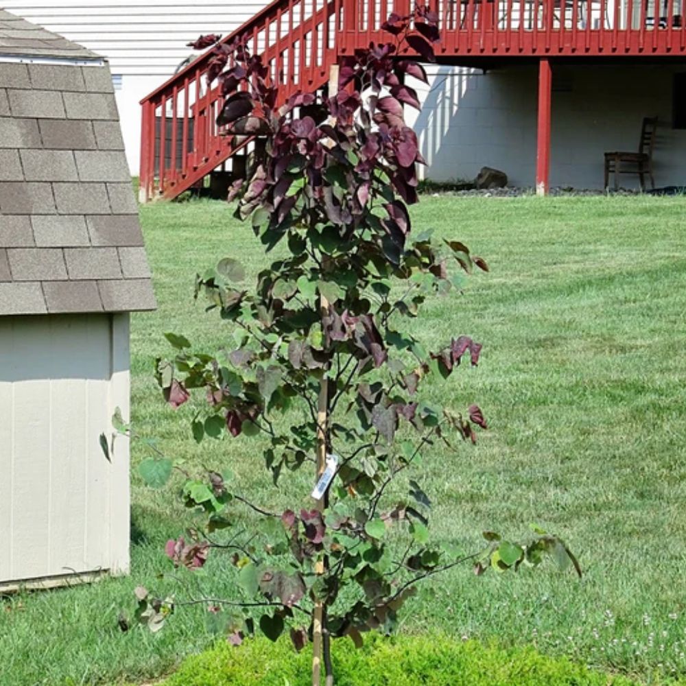 Expert Gardener 3-4 ft. Forest Pansy Redbud Live Tree in 7-Gallon Grower Pot