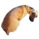 thumbnail image 5 of Almohada con estampado de perro curvado en 3d, Animal realista, cabeza de perro divertida, Cosplay, juguete favorito para niños, 5 of 5