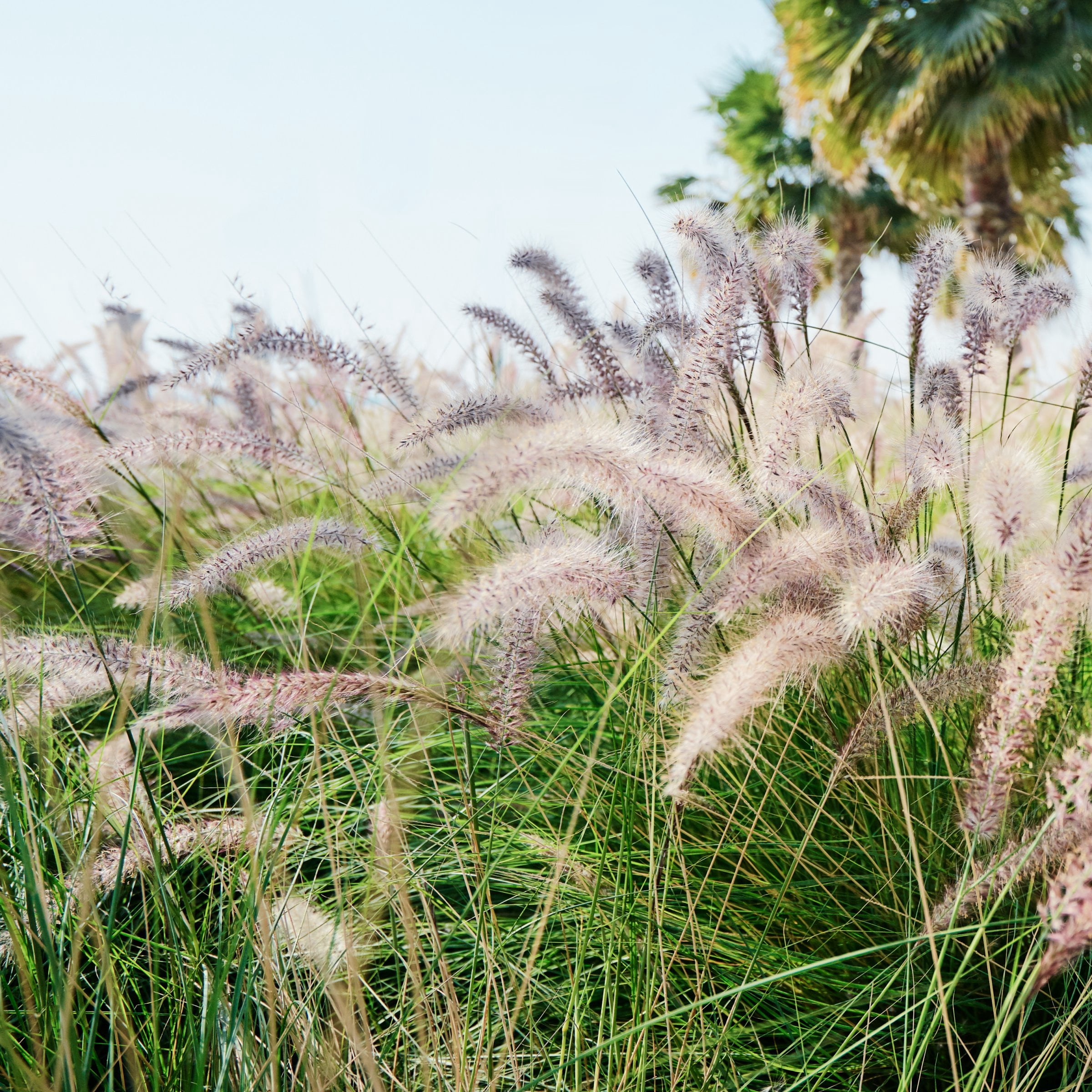 National Plant Network 4 in. Dwarf Fountain Live Ornamental Grass Hamelin (3-Pack)