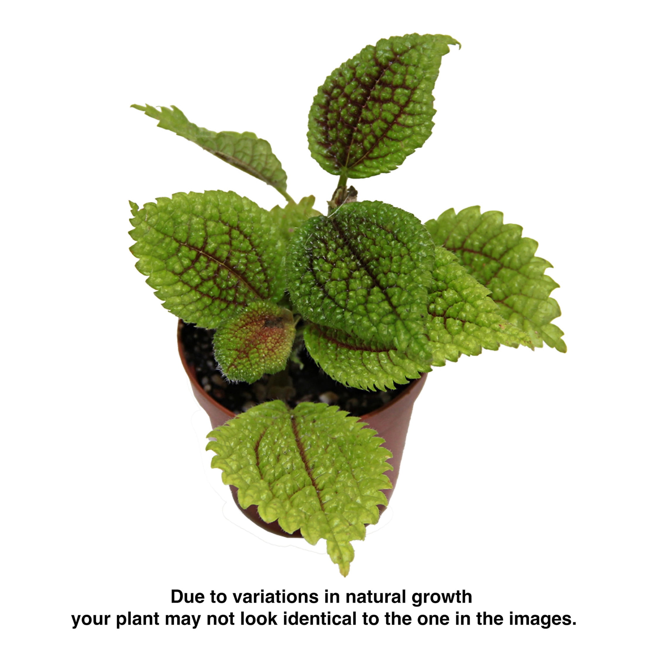 ReptiCulture Pilea 'Moon Valley' Tropical 2" Pot 3 pk