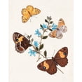 thumbnail image 2 of Unknown  15x18 White Modern Wood Framed Museum Art Print Titled - Butterflies and Moths I, 2 of 4