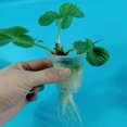 thumbnail image 3 of Soilless Hydroponic Seed Tray Planting Basket Nursery Sponge Flower Pot, 3 of 7