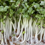 12 oz Broccoli Microgreen Sprouting Seeds - High Germination, Non-GMO for Hydroponics & Soil Growing, Nutrient-Rich Superfood