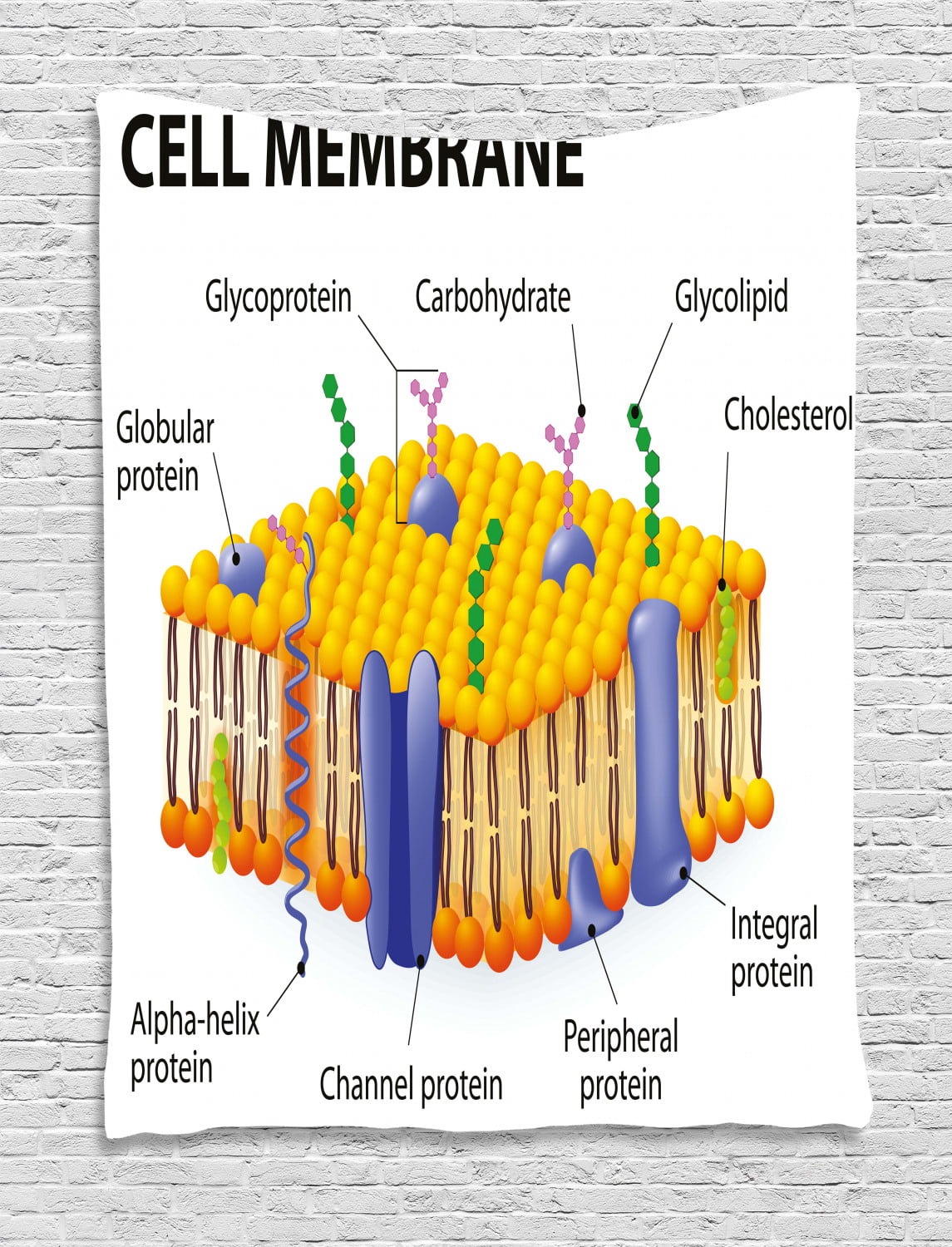 cell membrane simpleimage