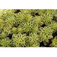 thumbnail image 7 of Sedum 'Atlantis' -Succulent- Live Starter Plant, 7 of 7