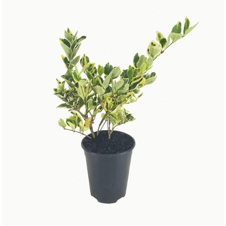 Ligustrum Japonicum Jack Frost Privet - 1 Live Quart Size Plant - Variegated Evergreen Formal Hedge