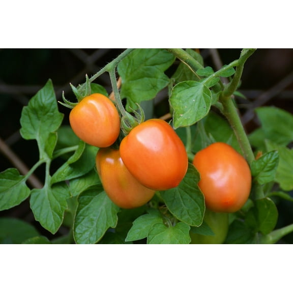 Roma Italian Tomato Seeds/ Annual/ Full Sun/ 2600 Seeds 1/4 oz/ Zellajake Farm and Garden - B226