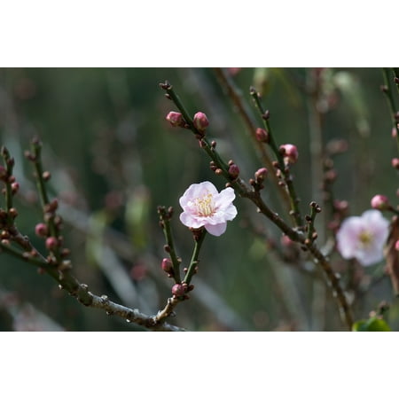 - LAMINATED POSTER Branch Blossom Pink Nature Spring Peach Blossom Poster Print 24 x 36