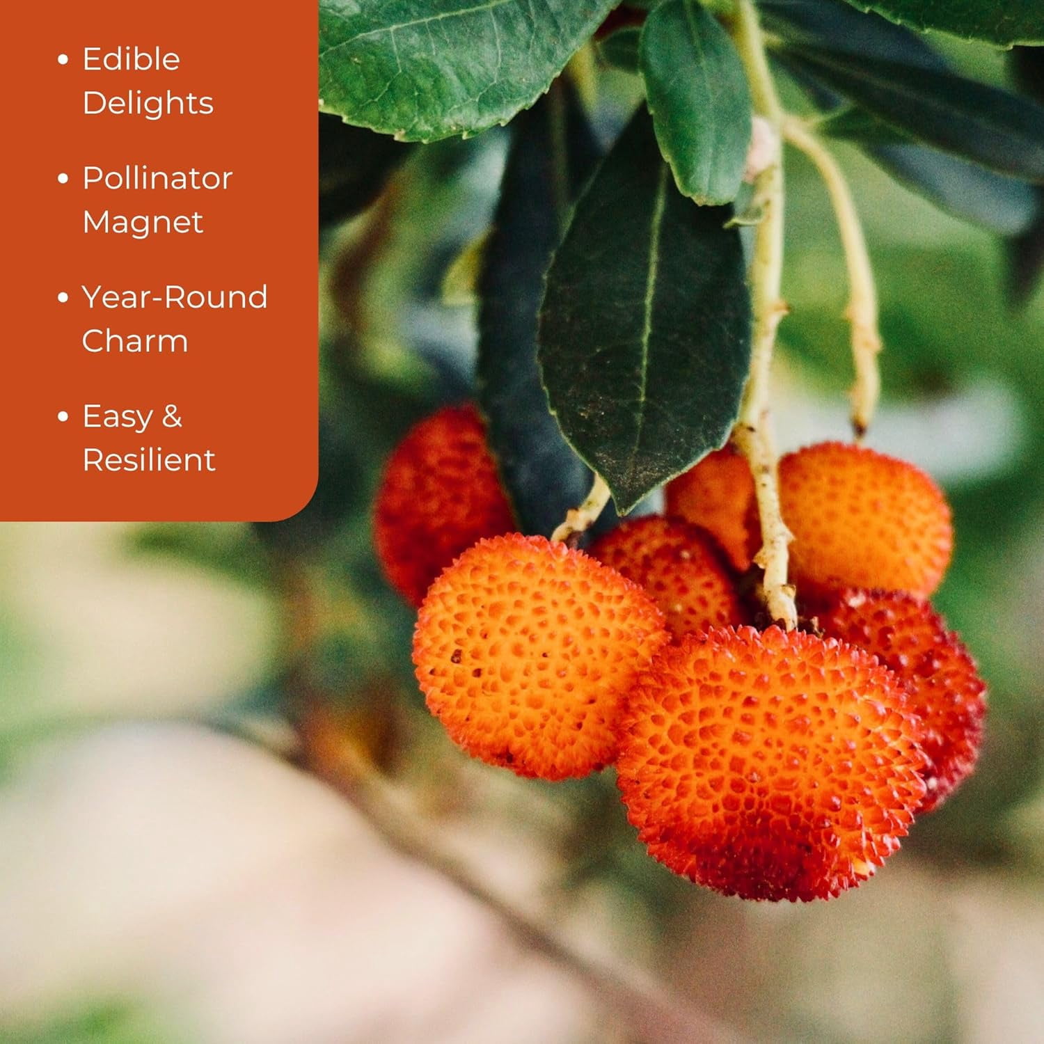 2 Arbutus Unedo - Live Strawberry Tree Plants  – Sweet Resilient Beauty, Thriving in 2.5" Nursery Cubes