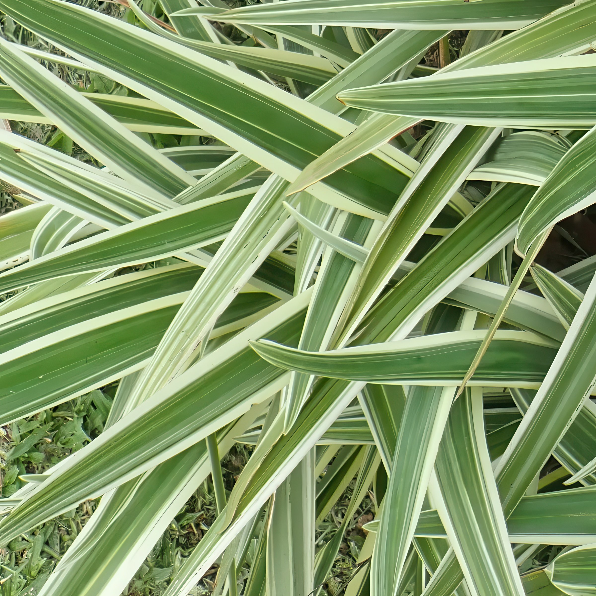3 gal. Dianella Flax Lilly Plant